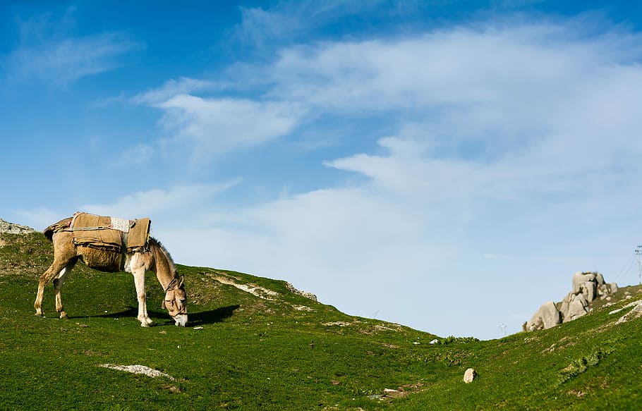horse eating grass at the field during day, brown horse eating grass near gray stone HD wallpaper