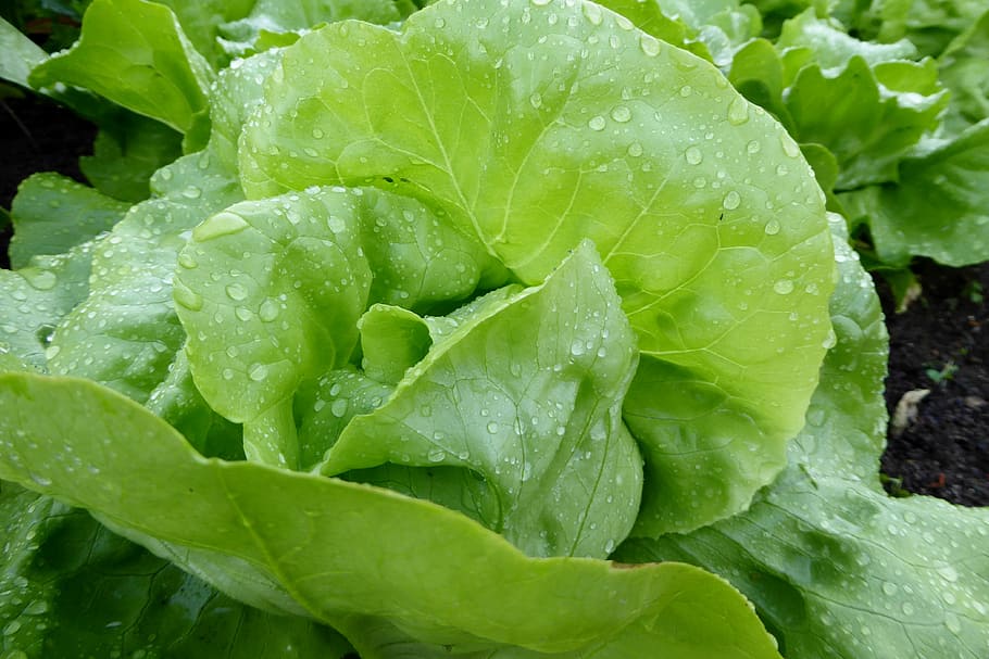 Lettuce, Salad, Leaf, leaf lettuce, green, vegetables, cold food HD wallpaper