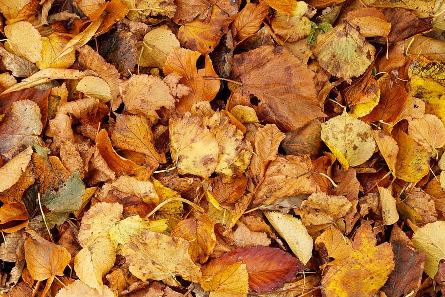 autumn, backdrop, background, bright, brown, bunch, dry, fall HD wallpaper