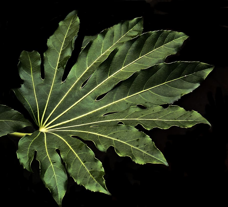 leaf, palmate, darkness, shadows, salford, manchester, hospital HD wallpaper