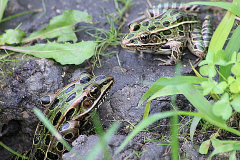 Frog, Toad, Amphibian, frogs, toads, nature, colorful, macro HD wallpaper