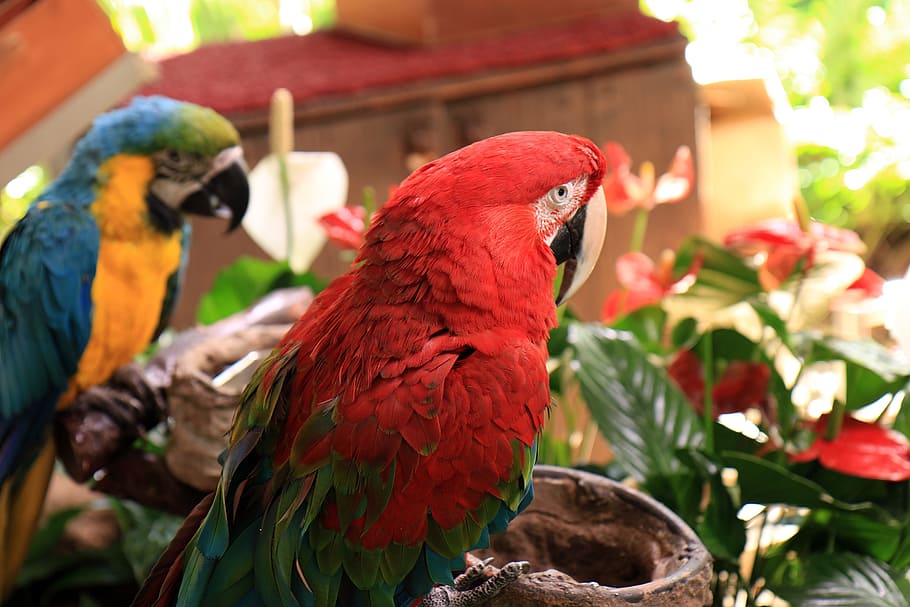 Parrot, Ara, Bird, Beak, Red, Pen, Eye, red parrot, colorful bird HD wallpaper