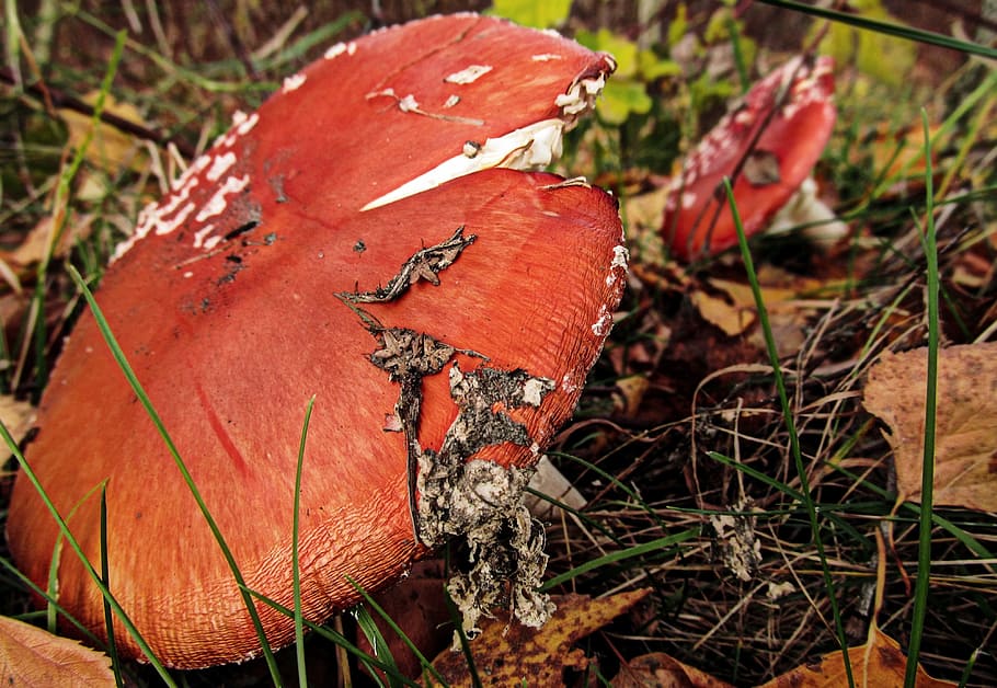 toadstool, mushroom, autumn, fall, fungus, cap, color, colorful HD wallpaper