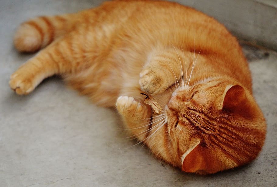 orange tabby cat lying on gray surface, red, cute, mackerel, tiger