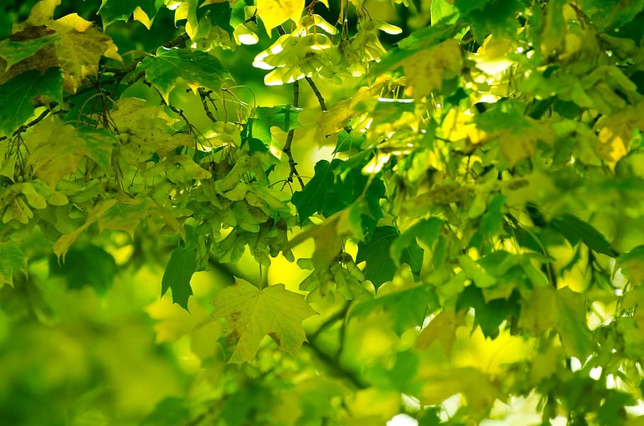 leaf, leaves, background, grass, autumn, seasons, nature, natural HD wallpaper