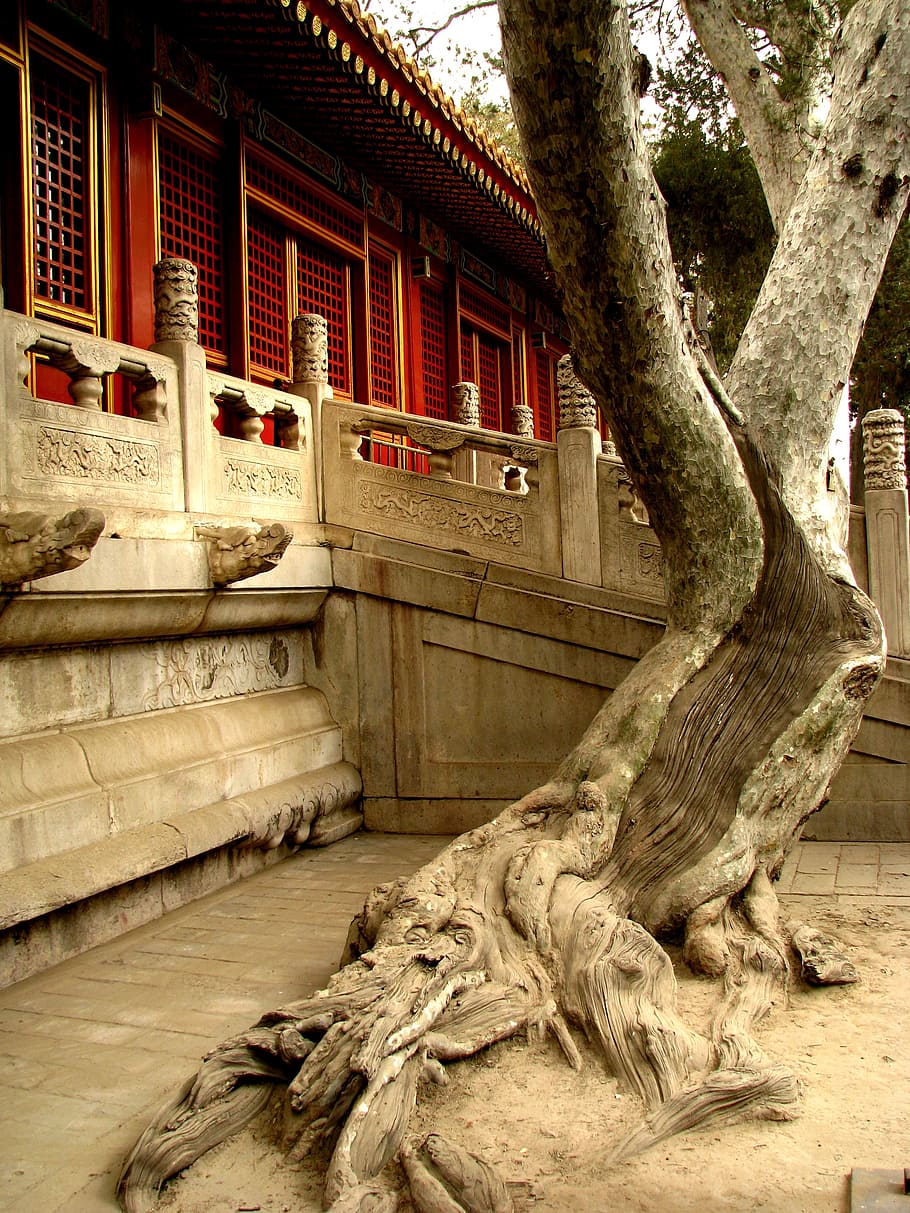 china, forbidden city, tree, architecture, built structure HD wallpaper