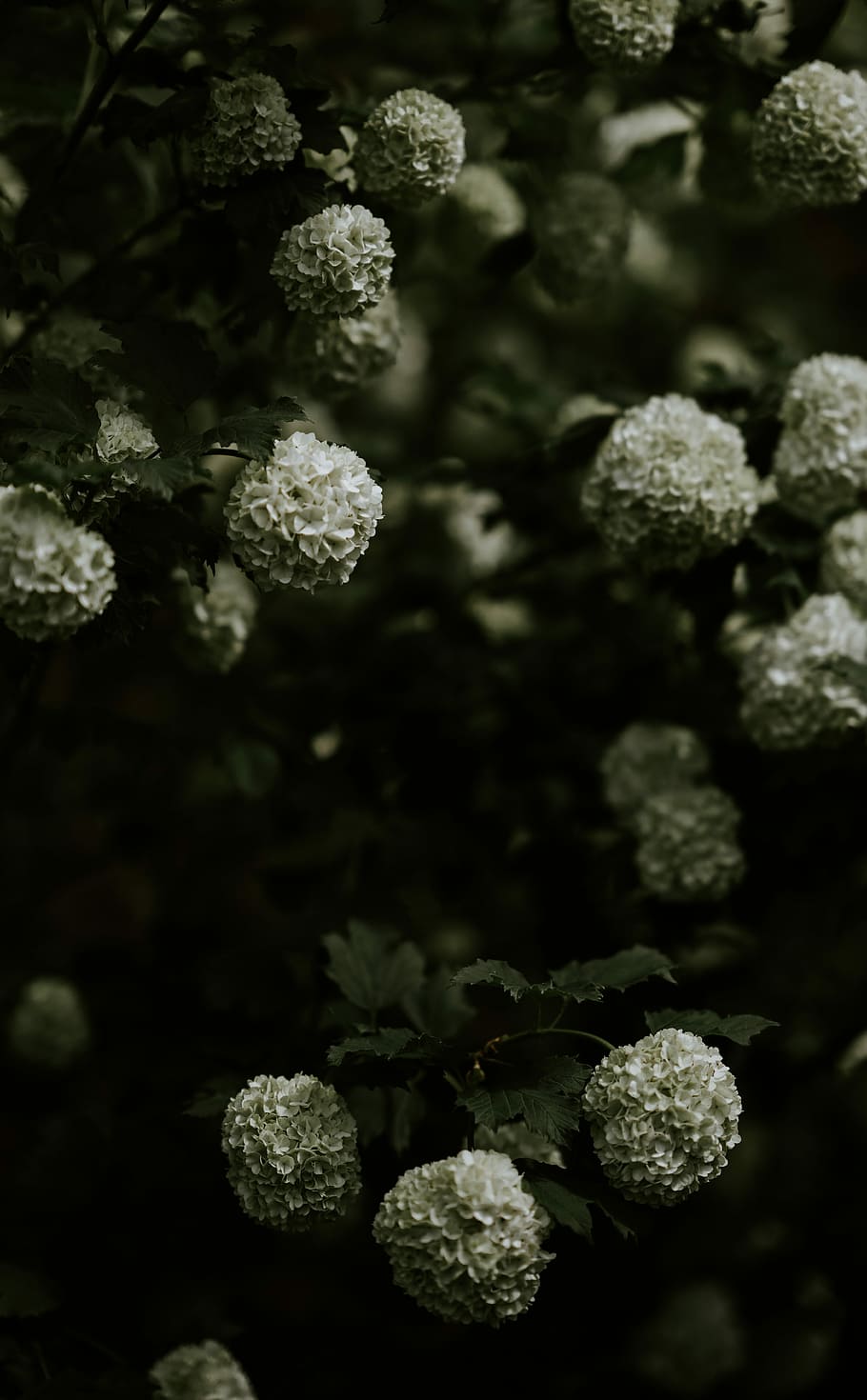 white petaled flowers, selective focus photo of white clustered flower HD wallpaper