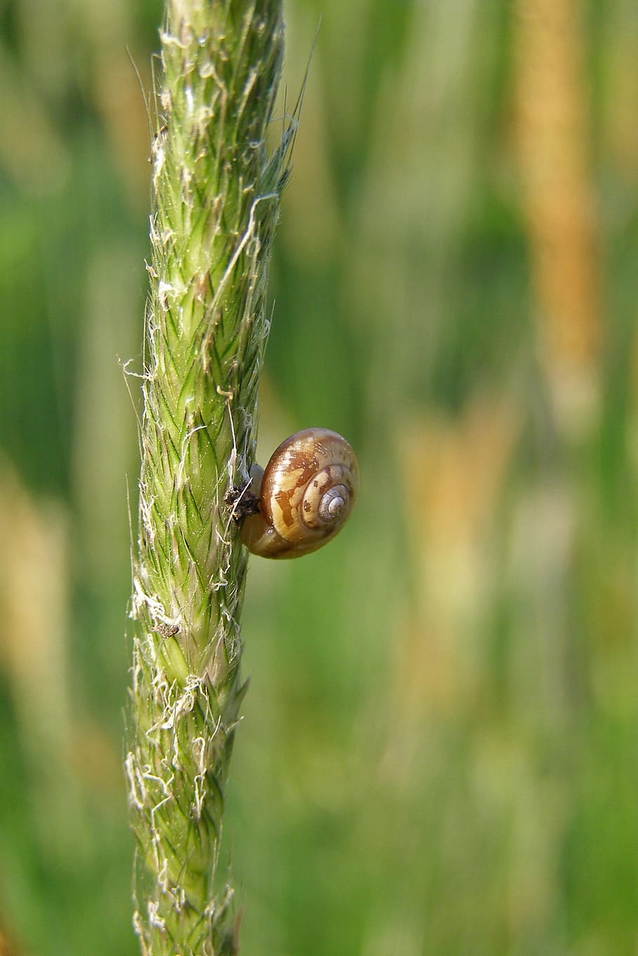 snail, grass, meadow, green, summer, macro, seashell, nature HD wallpaper