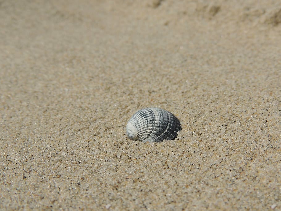 shell, sand, beach, summer, sea, water, nature, animal Shell HD wallpaper