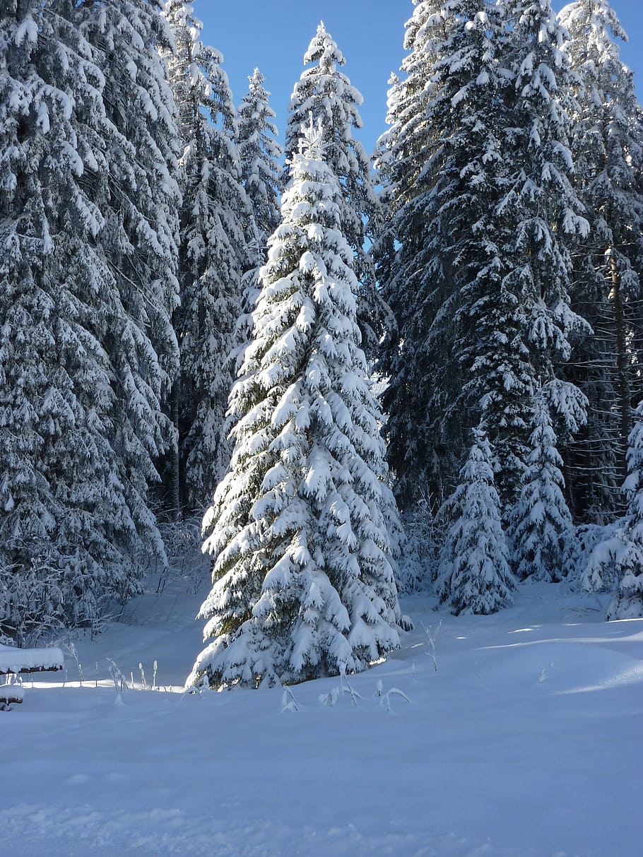 Firs, Nature, Forest, Snowy, Winter, winter magic, snow magic HD wallpaper