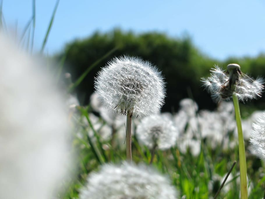 dandelion, flowers, spring, meadow, colors, flora, nature, plant HD wallpaper