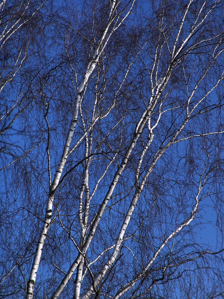 Tree, Birch, Winter, Log, Trunk, birch trunk, nature, cold temperature HD wallpaper