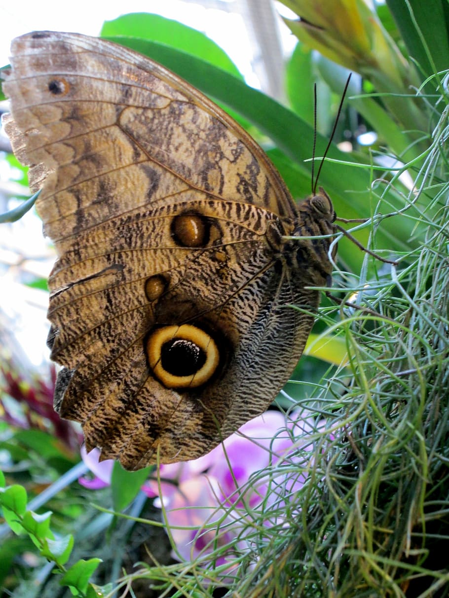 Butterfly, Insect, Close, Wing, public record, animal, botanical garden bremen HD wallpaper