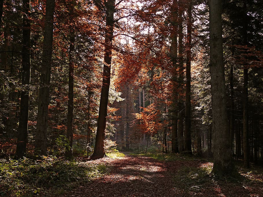 green trees during daytime, autumn, forest, fall color, fall foliage HD wallpaper