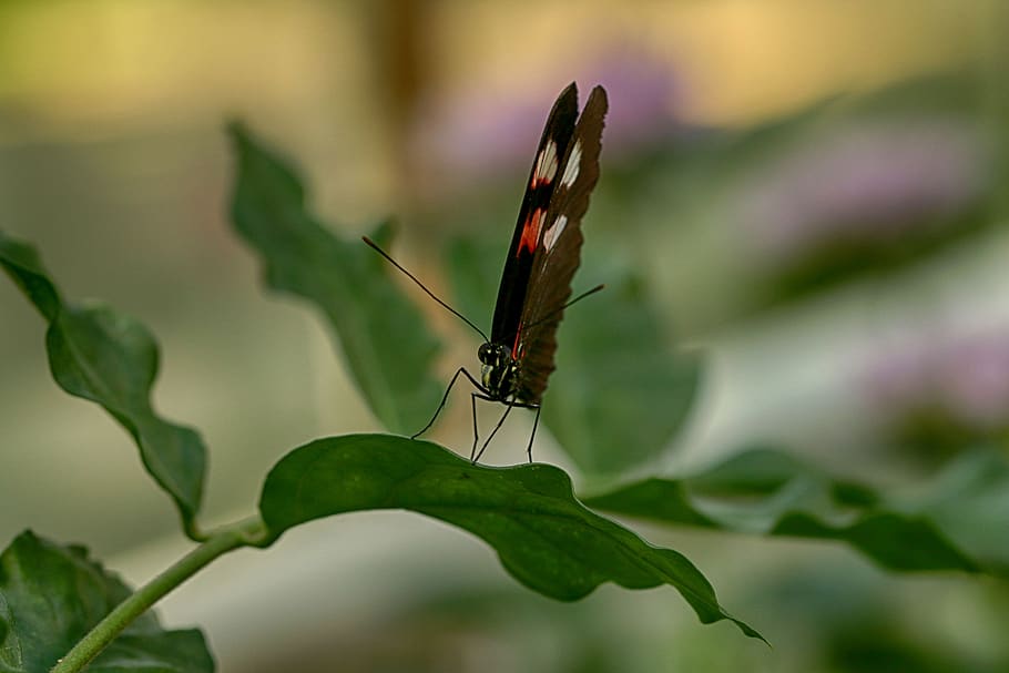 butterfly, tropical, insect, invertebrate, one animal, animal wildlife HD wallpaper