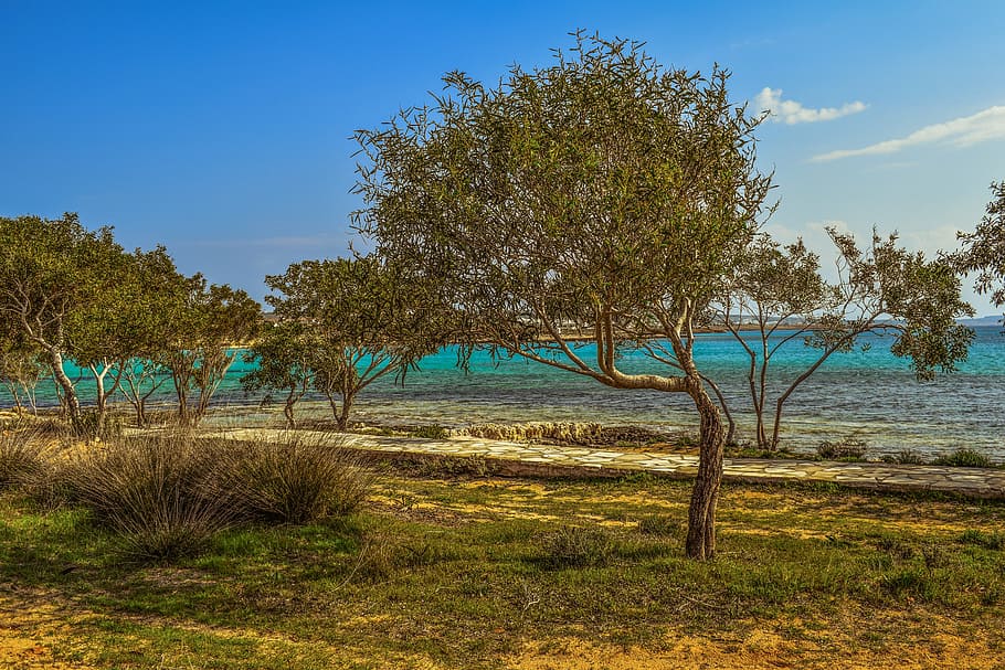 trees, coppice, nature, landscape, seaside, scenery, makronissos HD wallpaper