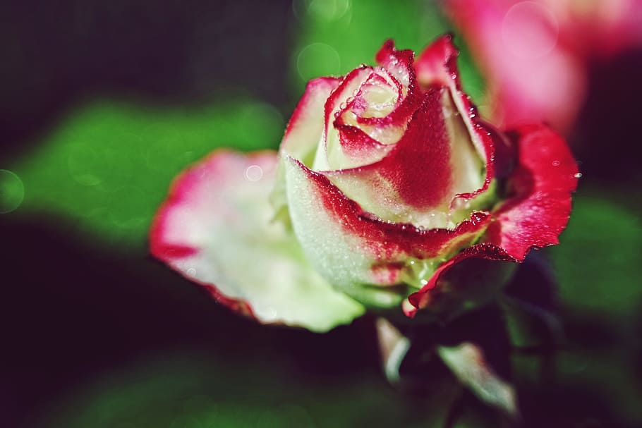rose, flower, summer, red, beautiful, nice, sunlight, fragrance HD wallpaper
