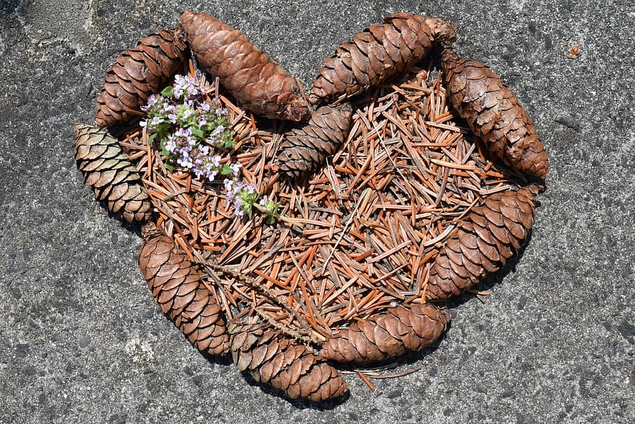 heart, pine cones, tap, pine needles, nature, rustic, love HD wallpaper