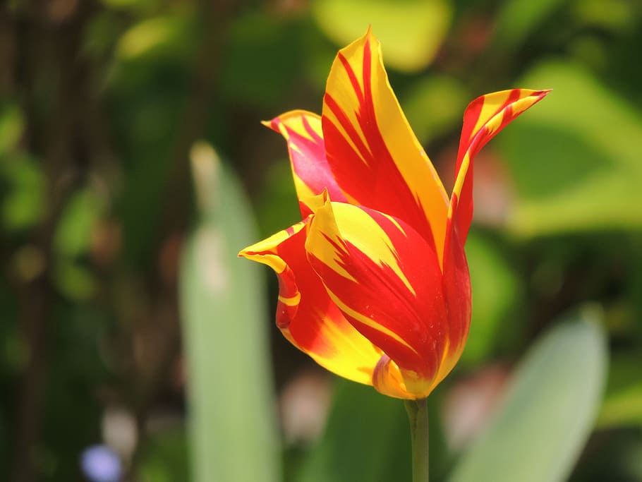 tulip, blossom, bloom, spring, red, yellow, flower, plant, macro HD wallpaper