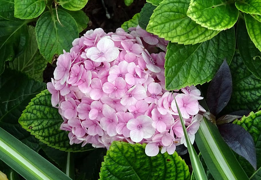 hydrangea, flower, mophead hydrangea, hydrangea macrophylla HD wallpaper