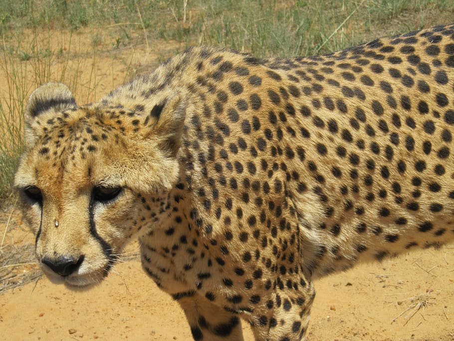 namibia, cheetah, cat, africa, safari, big cat, predator, nature, HD wallpaper