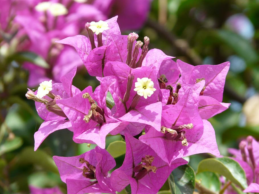 Bougainvillea, Flower, Blossom, Bloom, pink, triple flower, HD wallpaper