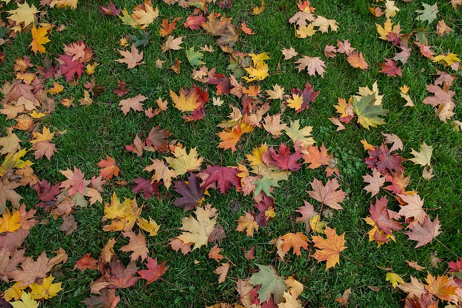 red, green, and yellow maple leaves on grass field, autumn, color variety