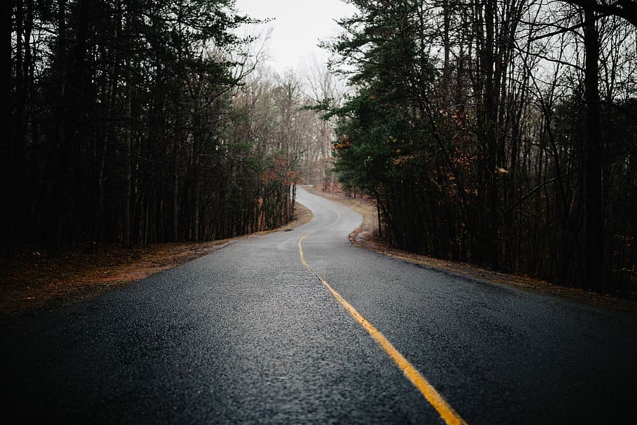 photo of road between trees, empty road surrounded by trees, forest HD wallpaper