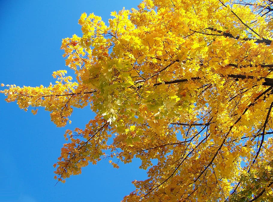 Yellow, Maple, Tree, Leaves, Autumn, fall, branches, leaf, change HD wallpaper