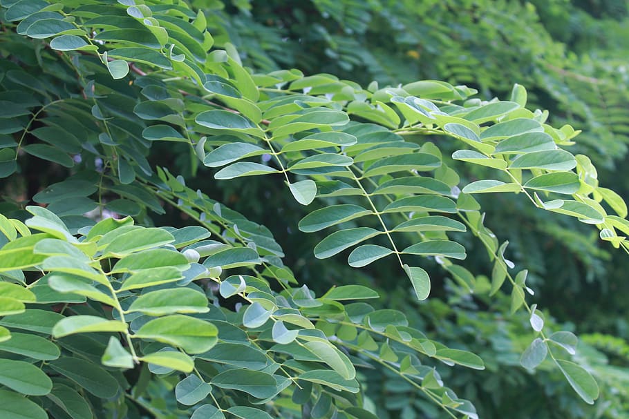 Branch, Greens, Summer, leaf, green color, plant, agriculture HD wallpaper