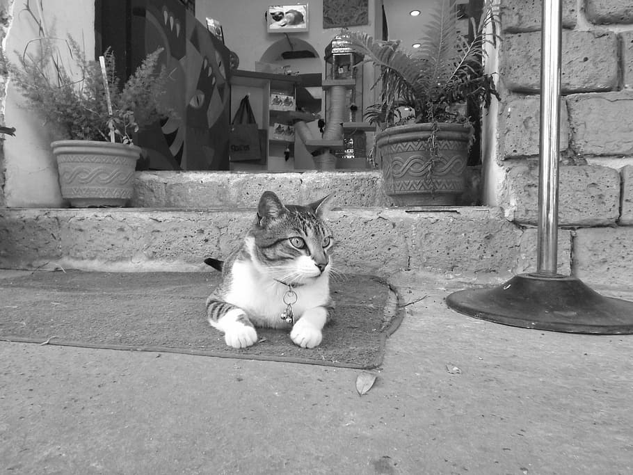cat, input, pet, pets, domestic, feline, domestic animals, domestic cat HD wallpaper