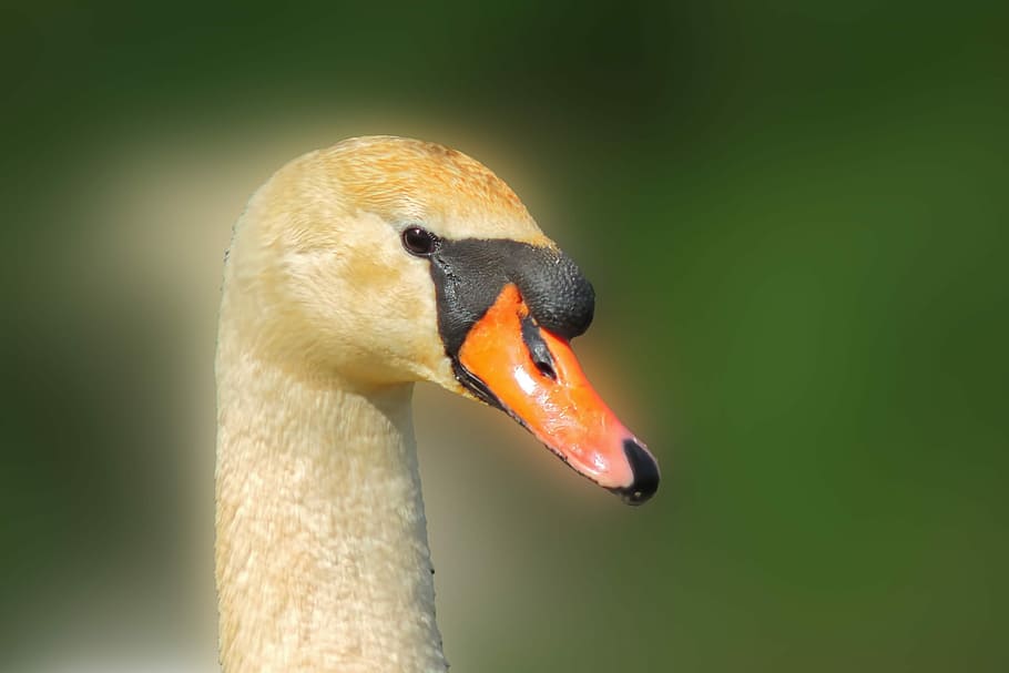 swan, bird, nature, animal themes, animals in the wild, animal wildlife HD wallpaper