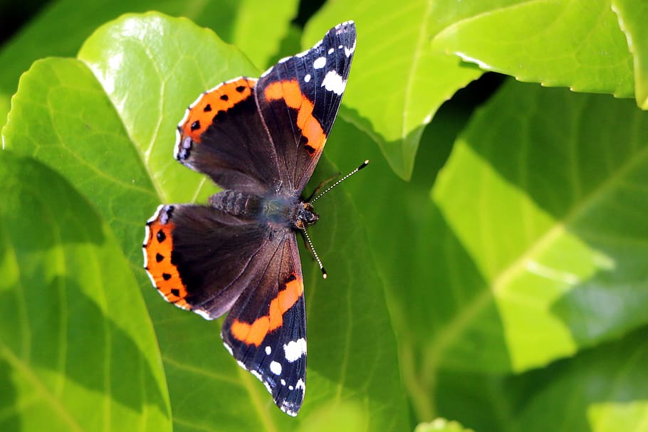 butterfly, admiral, insect, nature, edelfalter, animal, macro, HD wallpaper