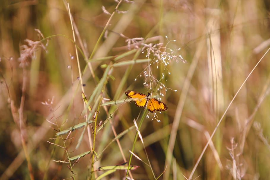 yellow butterfly on green grass, selective focus photography of yellow butterfly HD wallpaper