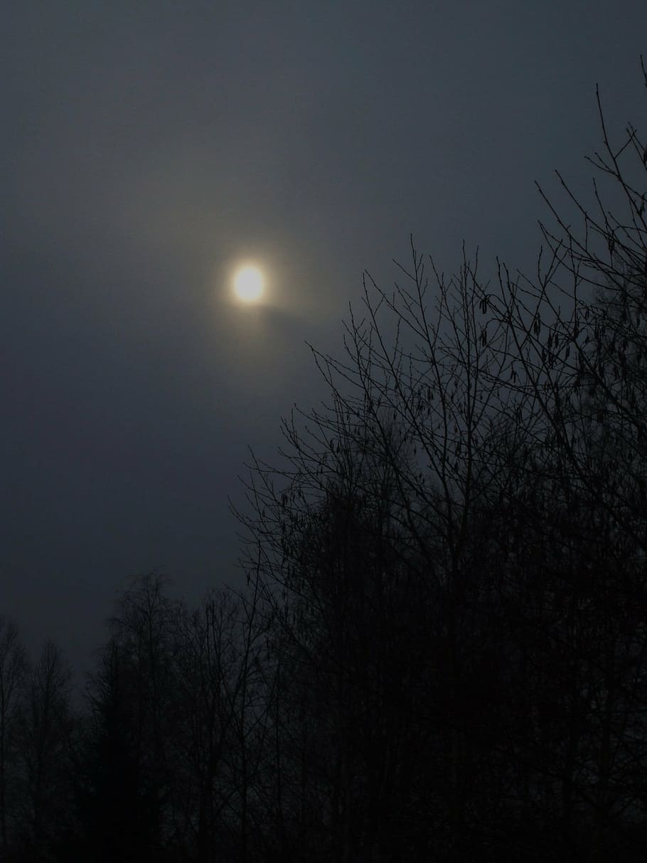 sun, estonia, dark, trees, sky, plant, moon, beauty in nature HD wallpaper