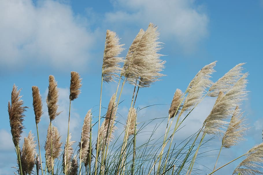 reed, wind, nature, sky, clouds, landscape, water, mood, sea HD wallpaper