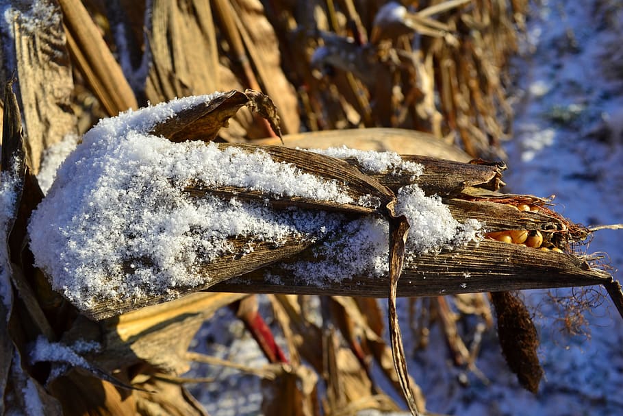 Corn On The Cob, Snow, Winter, frozen, agriculture, close, field HD wallpaper