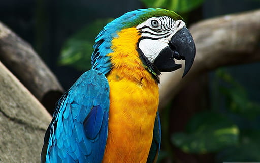 animal photography og yellow, blue and white parrot on top of brown wood tree branch HD wallpaper