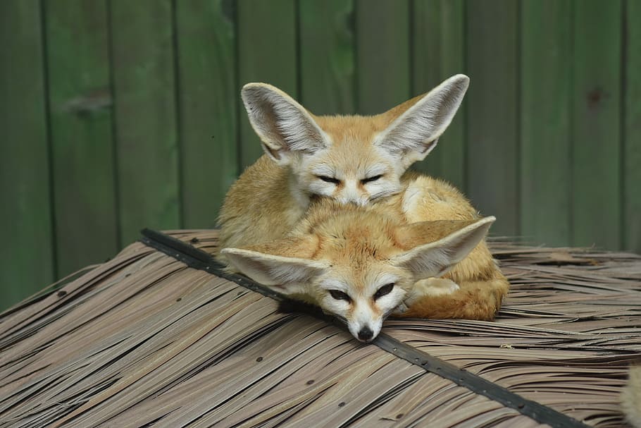 two beige fennec fox on roof, desert fox, zoo, animal, cute, mammal, HD wallpaper
