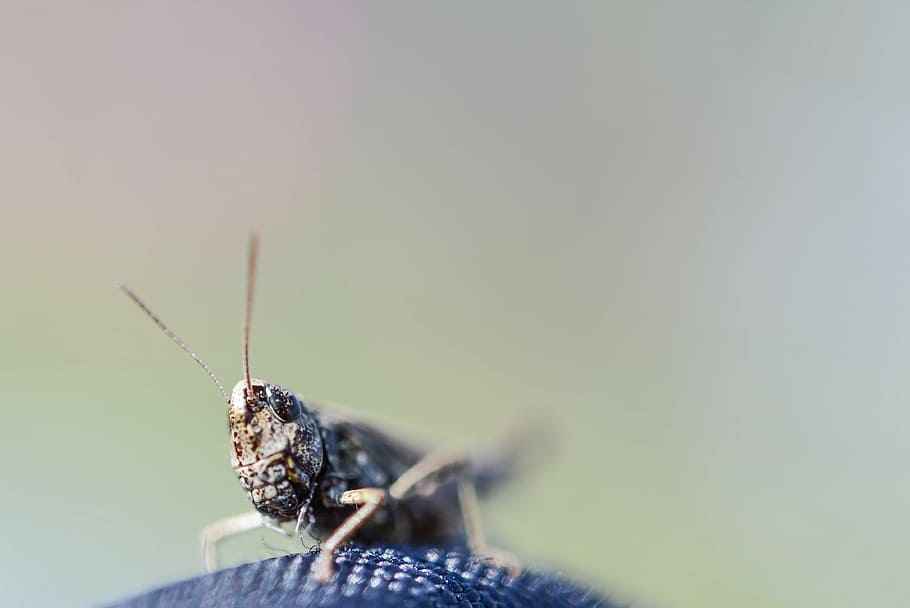 grasshopper, macro, tentacles, insect, bug, fauna, animals HD wallpaper