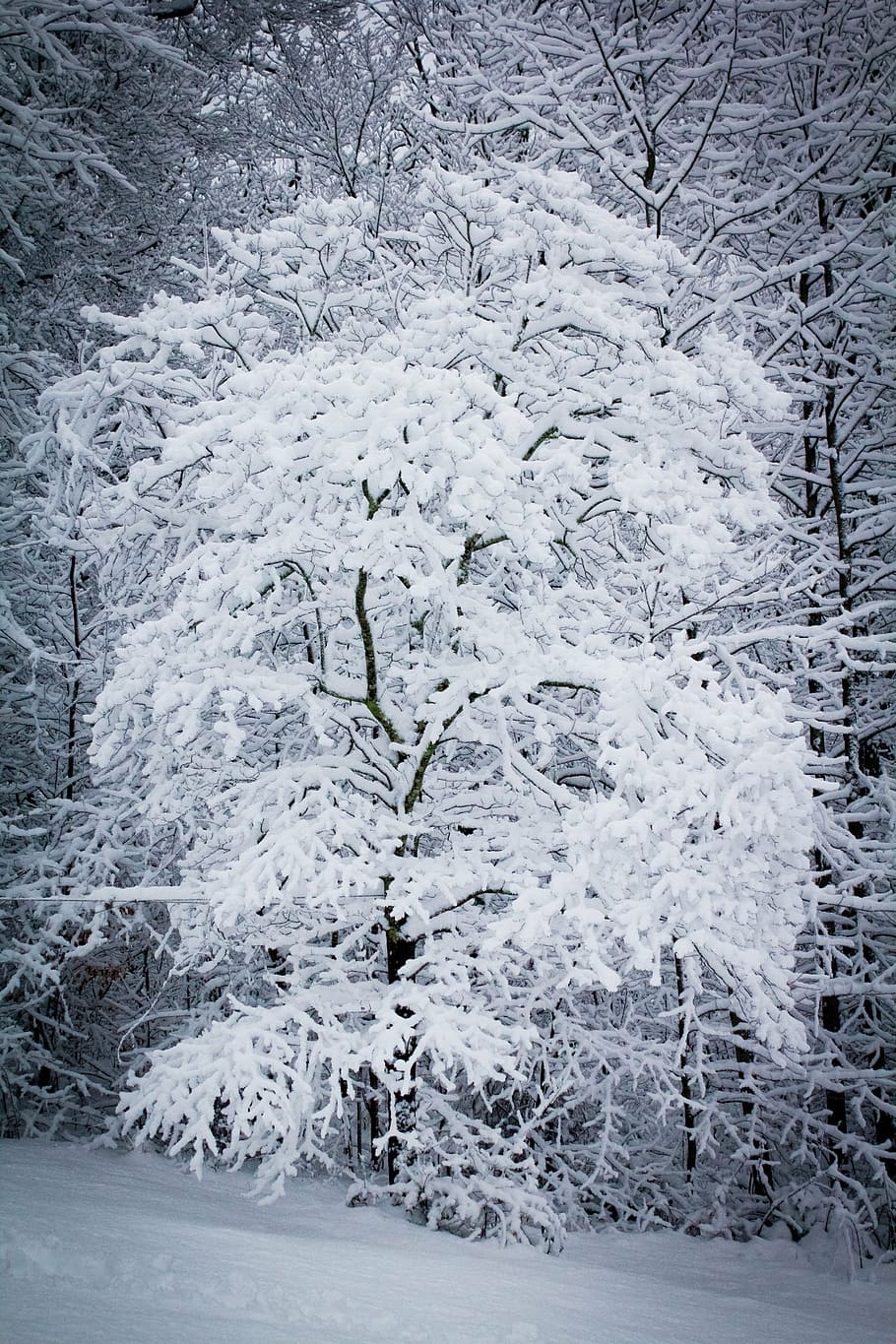 snow, snowstorm, snowy, weather, winter, snowing, tree, white, HD wallpaper
