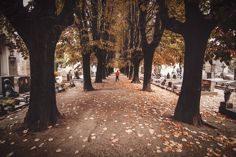 trees beside concrete road, person walking between row of trees inside cemetery during daytime
