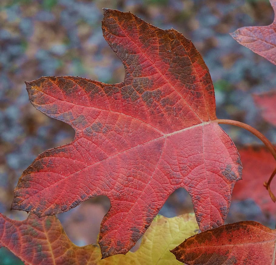 Oak, Leaf, Hydrangea, oak leaf hydrangea, red, autumn, fall HD wallpaper
