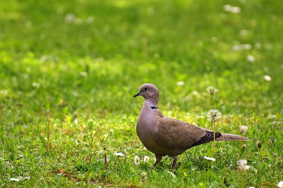 dove, meadow, collared, garden, animal, natural lawn, animal world HD wallpaper