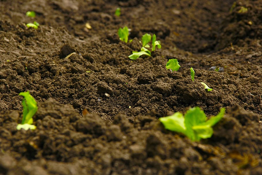 green leafed plant, landscape, tree, nature, soil, dirt, agriculture HD wallpaper