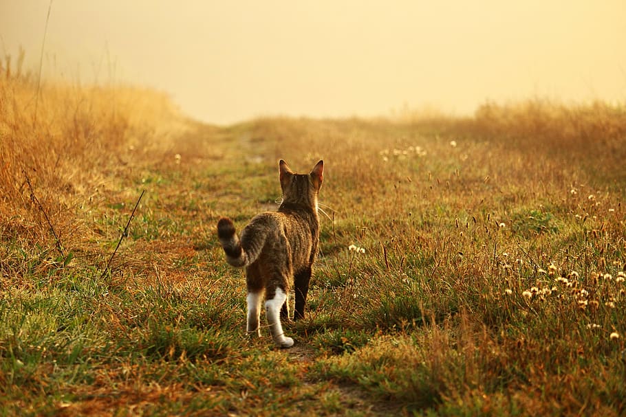 grey and white cat walking on green grass, kitten, mieze, mackerel HD wallpaper