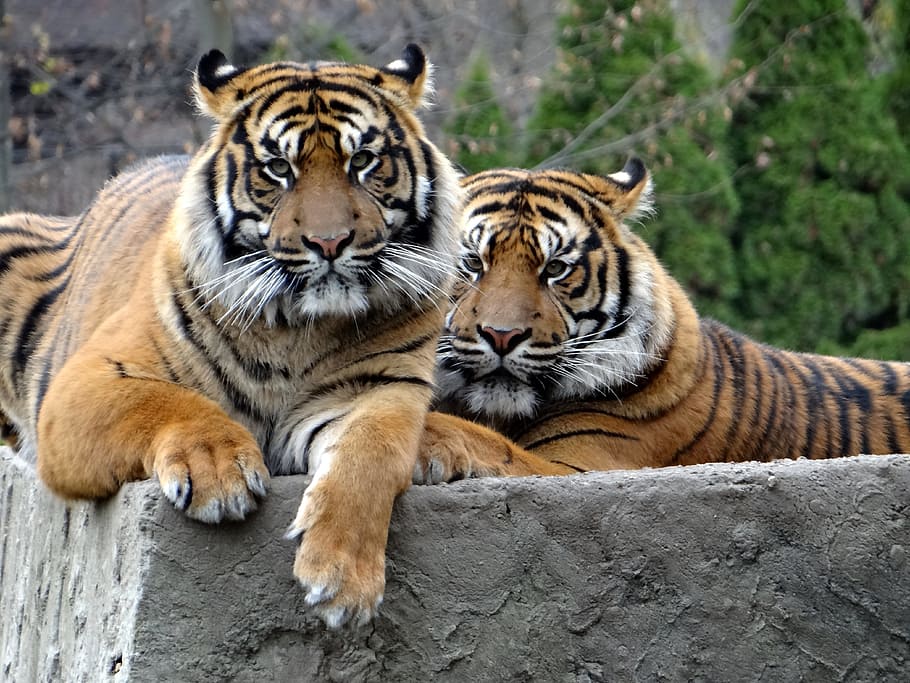 two tigers during daytime, sumatran tiger, nature, predator, mammal, HD wallpaper