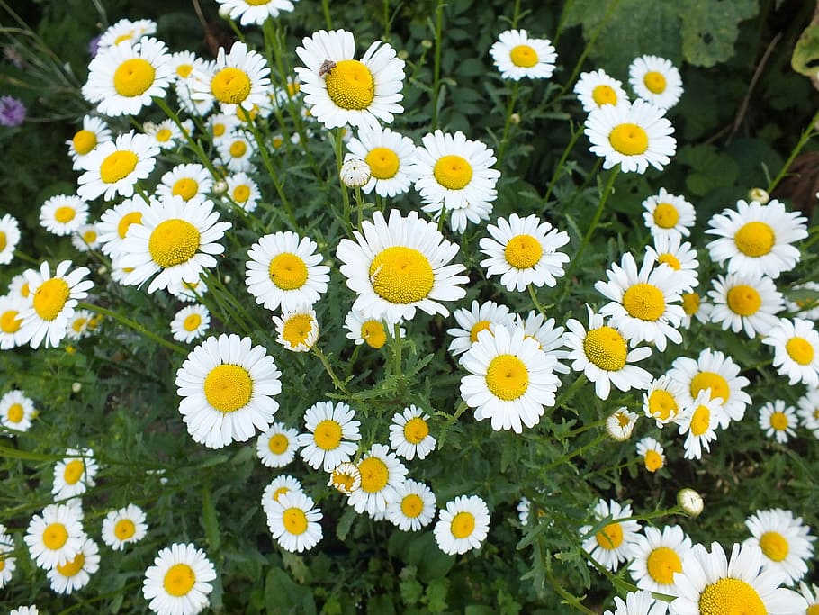 Daisies, Close Up, Macro, Blooms, flowers, blossoms, petals HD wallpaper
