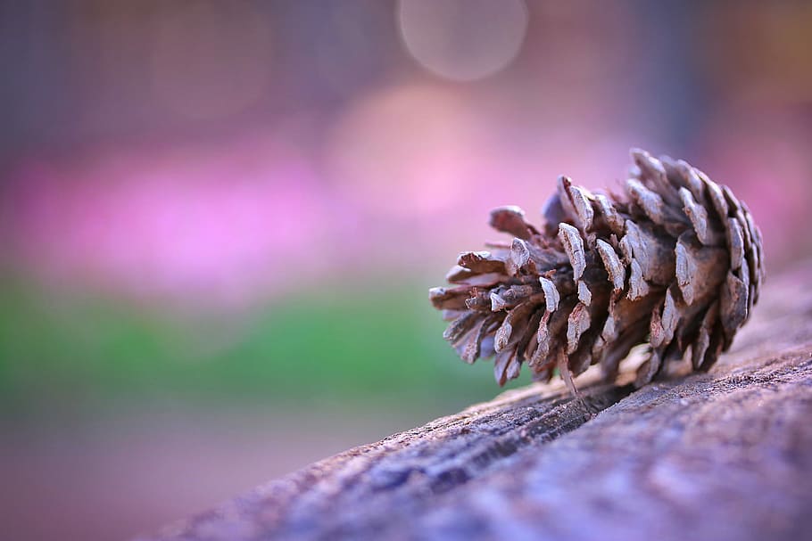 brown tree leaf close-up photo, nature, pine Cone, winter, season HD wallpaper