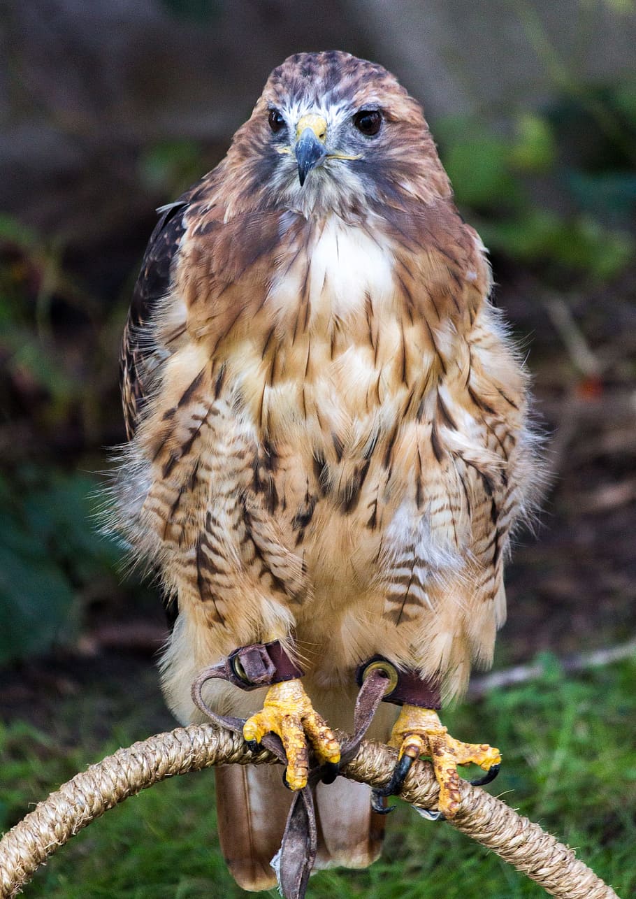 Falcon, Raptor, Bird, bird of Prey, hawk - Bird, carnivore HD wallpaper